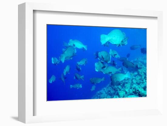 Bumphead Parrotfish (Bolbometopon Muricatum) Schooling. Quensland, Australia, Pacific-Louise Murray-Framed Photographic Print