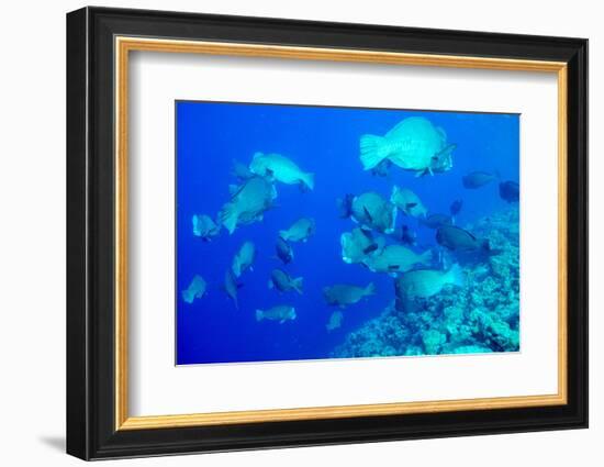 Bumphead Parrotfish (Bolbometopon Muricatum) Schooling. Quensland, Australia, Pacific-Louise Murray-Framed Photographic Print