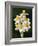 Bunch-flowered narcissus flower head, Italy-Paul Harcourt Davies-Framed Photographic Print