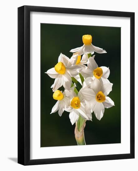 Bunch-flowered narcissus flower head, Italy-Paul Harcourt Davies-Framed Photographic Print