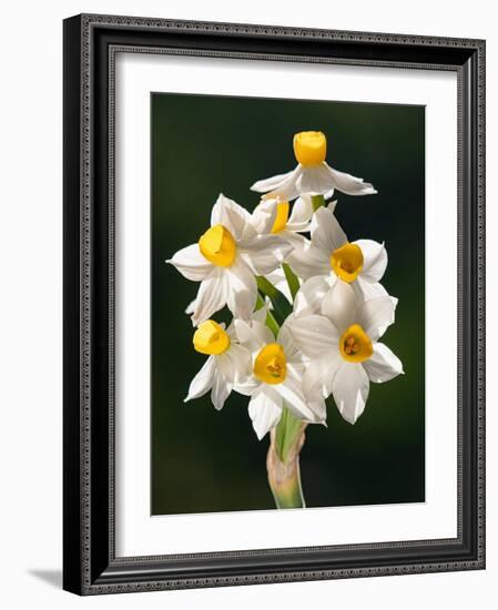 Bunch-flowered narcissus flower head, Italy-Paul Harcourt Davies-Framed Photographic Print