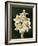 Bunch-flowered narcissus flower head, Italy-Paul Harcourt Davies-Framed Photographic Print