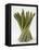 Bunch of Asparagus-null-Framed Premier Image Canvas