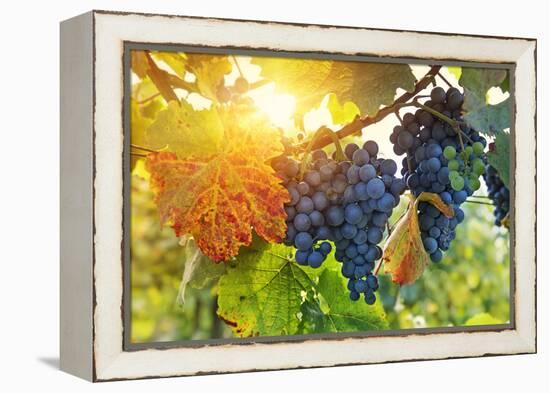 Bunch of Black Grapes on the Vine-egal-Framed Premier Image Canvas