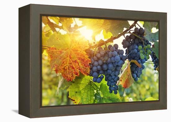 Bunch of Black Grapes on the Vine-egal-Framed Premier Image Canvas