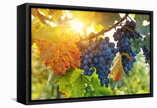 Bunch of Black Grapes on the Vine-egal-Framed Premier Image Canvas