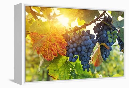 Bunch of Black Grapes on the Vine-egal-Framed Premier Image Canvas