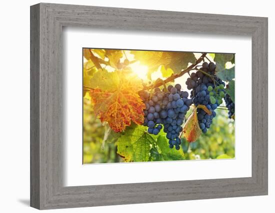 Bunch of Black Grapes on the Vine-egal-Framed Photographic Print