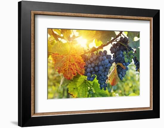 Bunch of Black Grapes on the Vine-egal-Framed Photographic Print