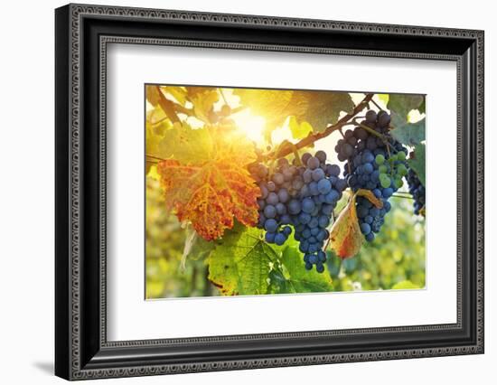 Bunch of Black Grapes on the Vine-egal-Framed Photographic Print