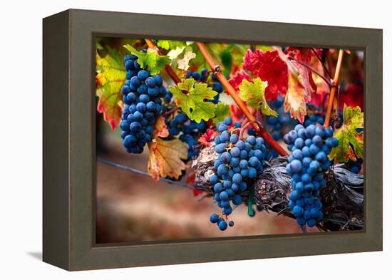 Bunch Of Blue Grapes On The Vine-George Oze-Framed Premier Image Canvas