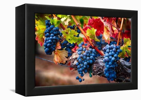 Bunch Of Blue Grapes On The Vine-George Oze-Framed Premier Image Canvas