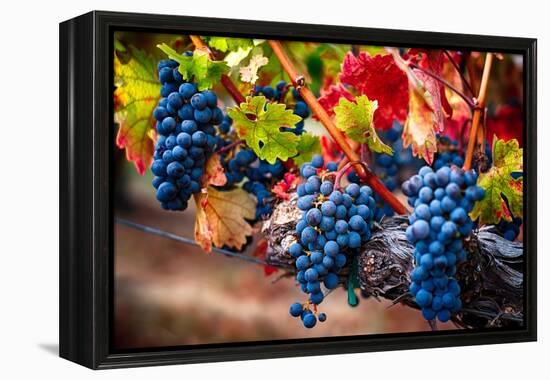 Bunch Of Blue Grapes On The Vine-George Oze-Framed Premier Image Canvas
