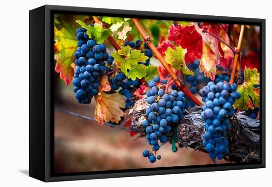 Bunch Of Blue Grapes On The Vine-George Oze-Framed Premier Image Canvas