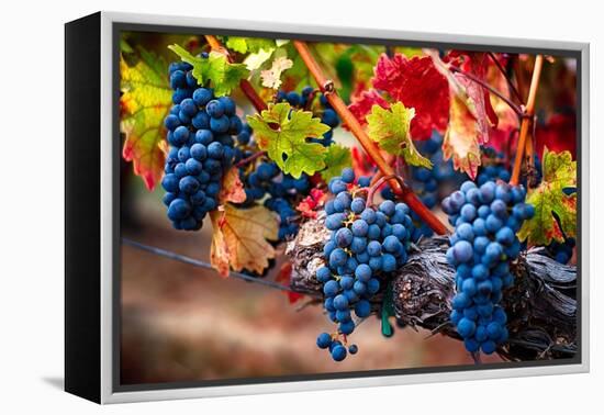 Bunch Of Blue Grapes On The Vine-George Oze-Framed Premier Image Canvas