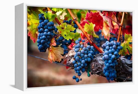 Bunch Of Blue Grapes On The Vine-George Oze-Framed Premier Image Canvas