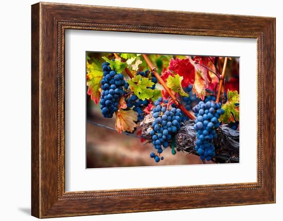 Bunch Of Blue Grapes On The Vine-George Oze-Framed Photographic Print