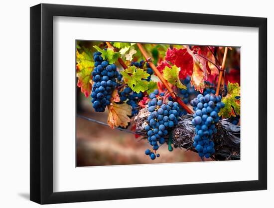 Bunch Of Blue Grapes On The Vine-George Oze-Framed Photographic Print