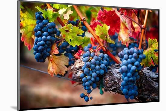 Bunch Of Blue Grapes On The Vine-George Oze-Mounted Photographic Print