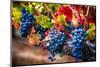 Bunch Of Blue Grapes On The Vine-George Oze-Mounted Photographic Print