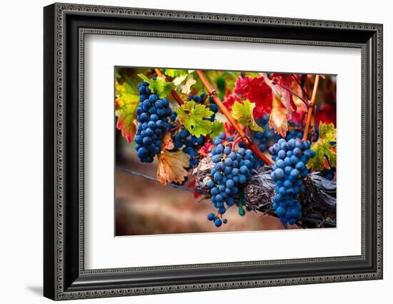 Bunch Of Blue Grapes On The Vine-George Oze-Framed Photographic Print