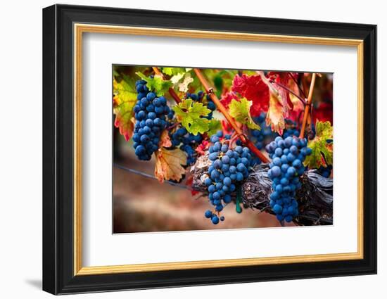 Bunch Of Blue Grapes On The Vine-George Oze-Framed Photographic Print