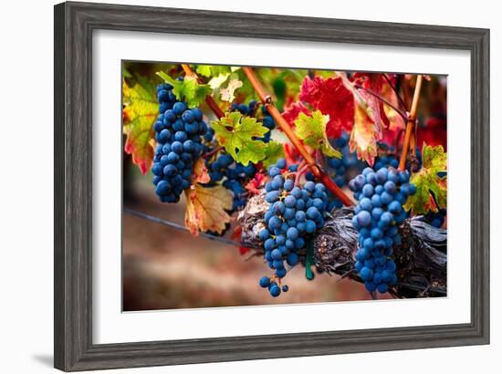 Bunch Of Blue Grapes On The Vine-George Oze-Framed Photographic Print