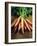 Bunch of Carrots-Peter Howard Smith-Framed Photographic Print