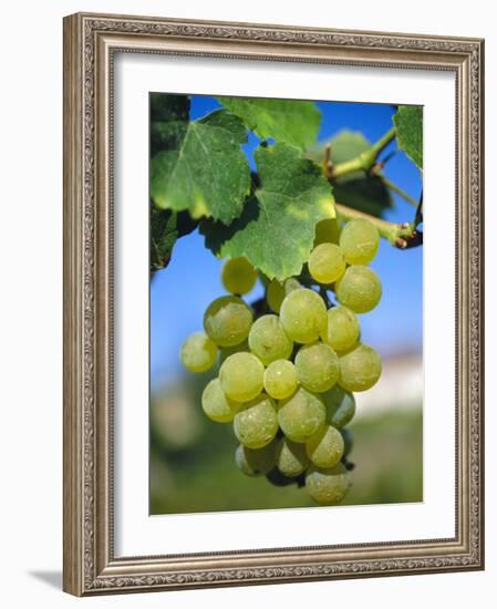 Bunch of Grapes, Champagne, France-Sylvain Grandadam-Framed Photographic Print