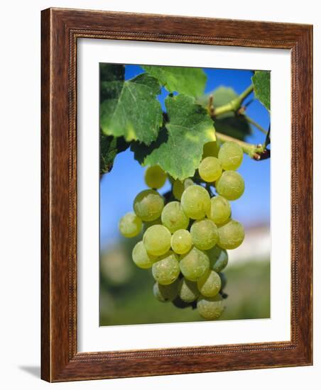 Bunch of Grapes, Champagne, France-Sylvain Grandadam-Framed Photographic Print