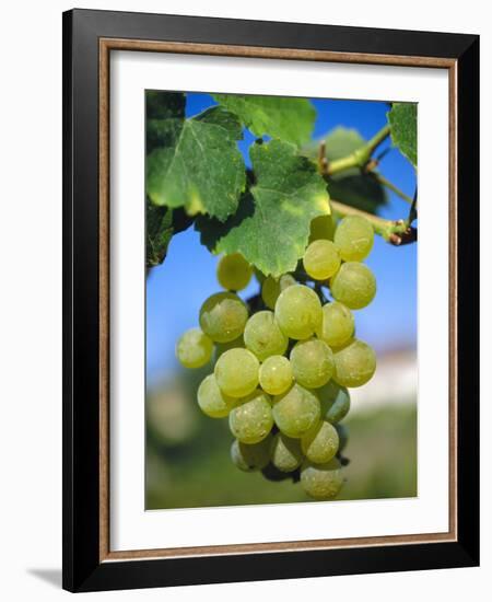 Bunch of Grapes, Champagne, France-Sylvain Grandadam-Framed Photographic Print