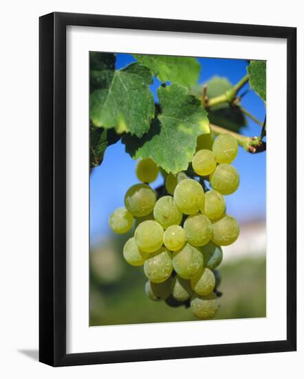 Bunch of Grapes, Champagne, France-Sylvain Grandadam-Framed Photographic Print