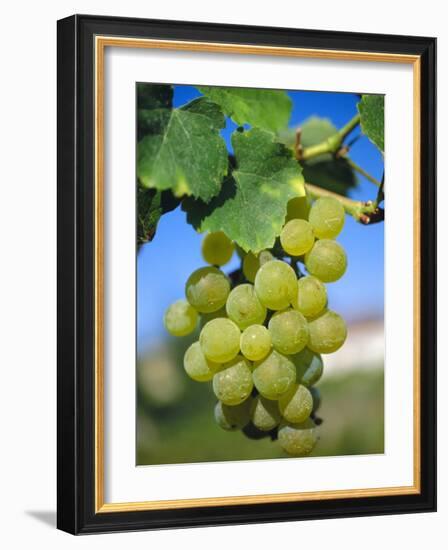 Bunch of Grapes, Champagne, France-Sylvain Grandadam-Framed Photographic Print