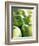 Bunch of Green Apples-Rick Barrentine-Framed Photographic Print