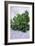 Bunch of Parsley-Maxine Adcock-Framed Photographic Print