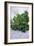 Bunch of Parsley-Maxine Adcock-Framed Photographic Print