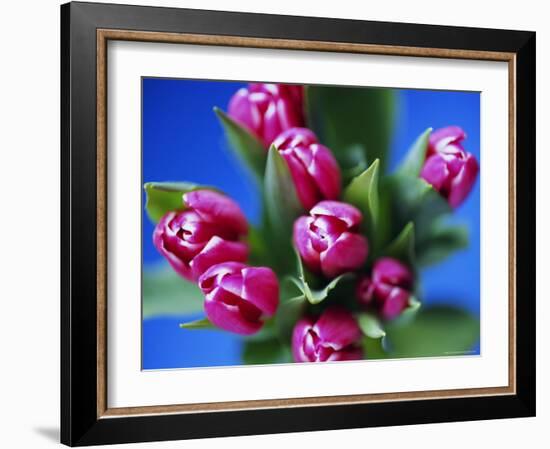 Bunch of Pink Tulips-David Tipling-Framed Photographic Print