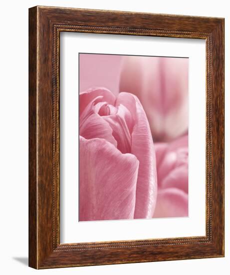 Bunch of Pink Tulips-null-Framed Photographic Print