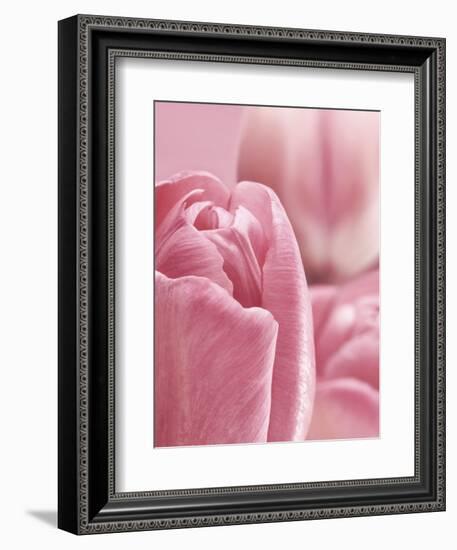 Bunch of Pink Tulips-null-Framed Photographic Print