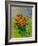 Bunch Of Poppies-Pol Ledent-Framed Art Print