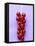 Bunch of Redcurrants-Marc O^ Finley-Framed Premier Image Canvas