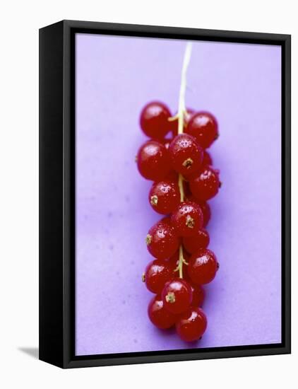 Bunch of Redcurrants-Marc O^ Finley-Framed Premier Image Canvas