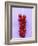 Bunch of Redcurrants-Marc O^ Finley-Framed Photographic Print