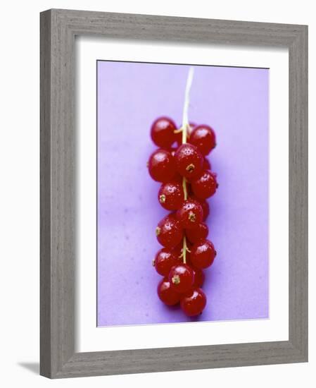 Bunch of Redcurrants-Marc O^ Finley-Framed Photographic Print