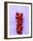 Bunch of Redcurrants-Marc O^ Finley-Framed Photographic Print