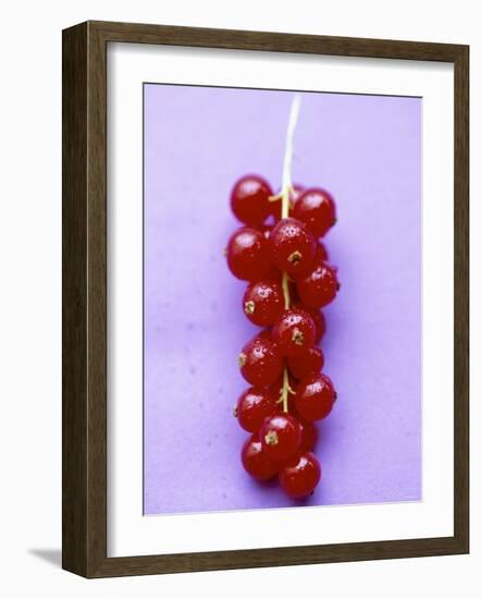 Bunch of Redcurrants-Marc O^ Finley-Framed Photographic Print
