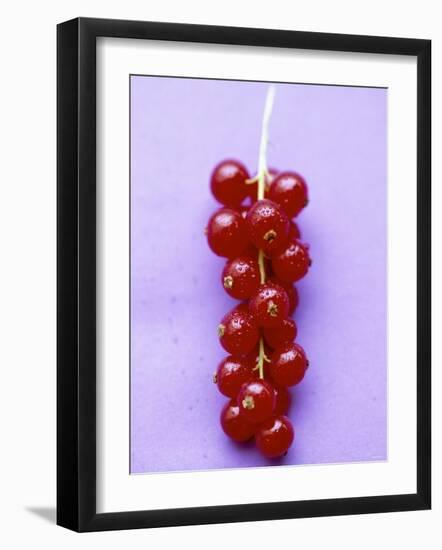 Bunch of Redcurrants-Marc O^ Finley-Framed Photographic Print