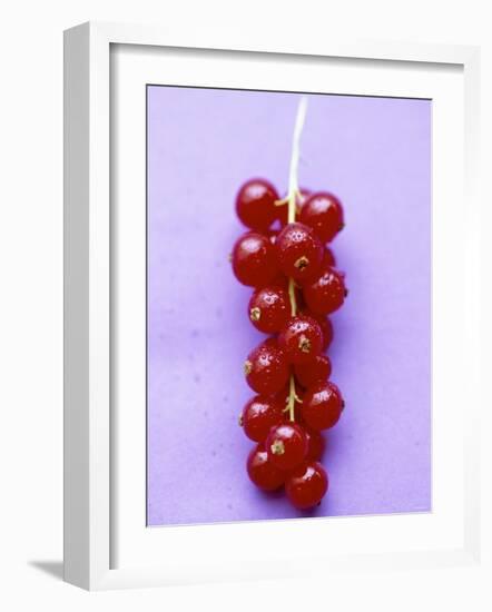 Bunch of Redcurrants-Marc O^ Finley-Framed Photographic Print