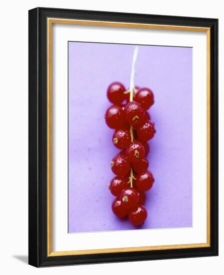 Bunch of Redcurrants-Marc O^ Finley-Framed Photographic Print