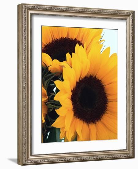 Bunch of Sunflowers-null-Framed Photographic Print